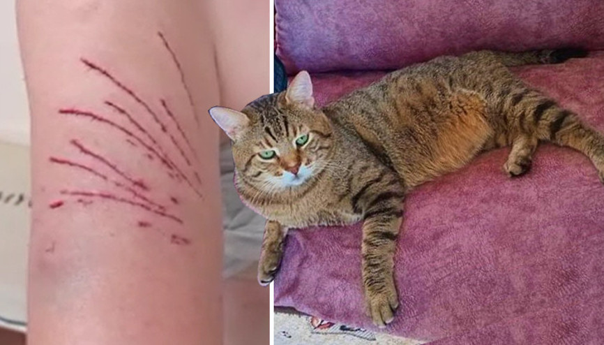 Kedi saldırısında neye uğradığını şaşırdı Kaplan gibi atladı Ben artık korkuyorum