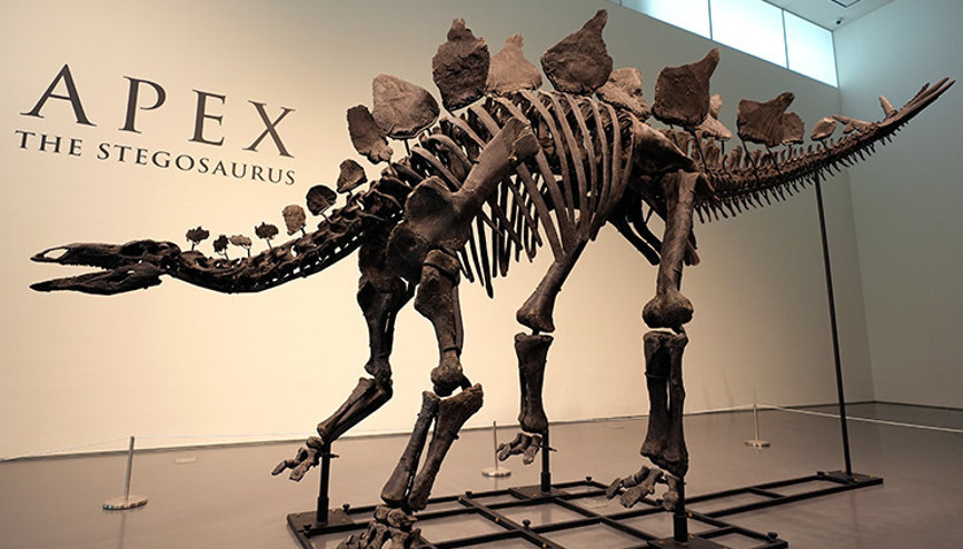 Açık artırmada 44,6 milyon dolara satılan dinozor fosili rekor kırdı