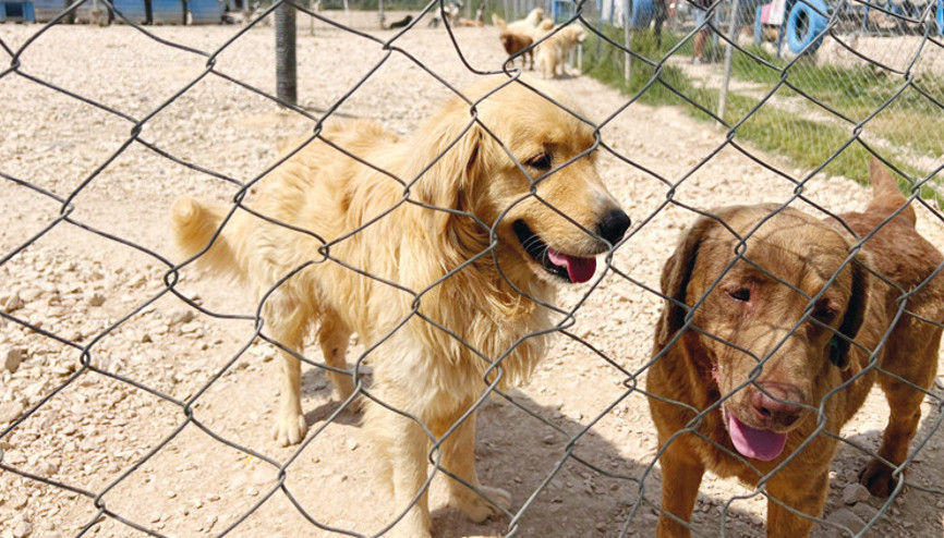 Sokak hayvanları teklifi: ‘Mevcut yasayı uygulasınlar çözülür’ Sokak hayvanları teklifi: ‘Mevcut yasayı uygulasınlar çözülür’