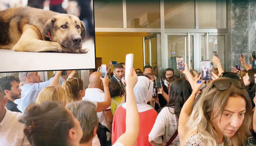 Sokak hayvanları teklifinden ötanazi kelimesi çıkarıldı