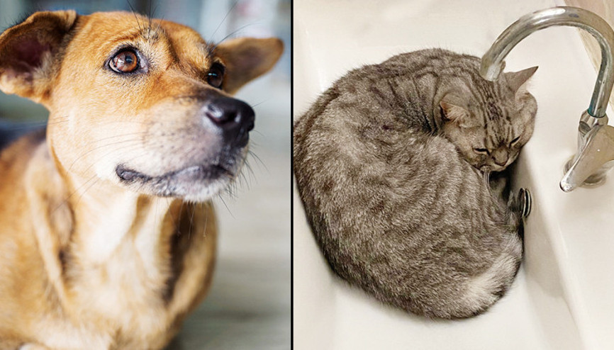 Milletvekillerine sokak hayvanları raporu: 264 günde sorun çözülür