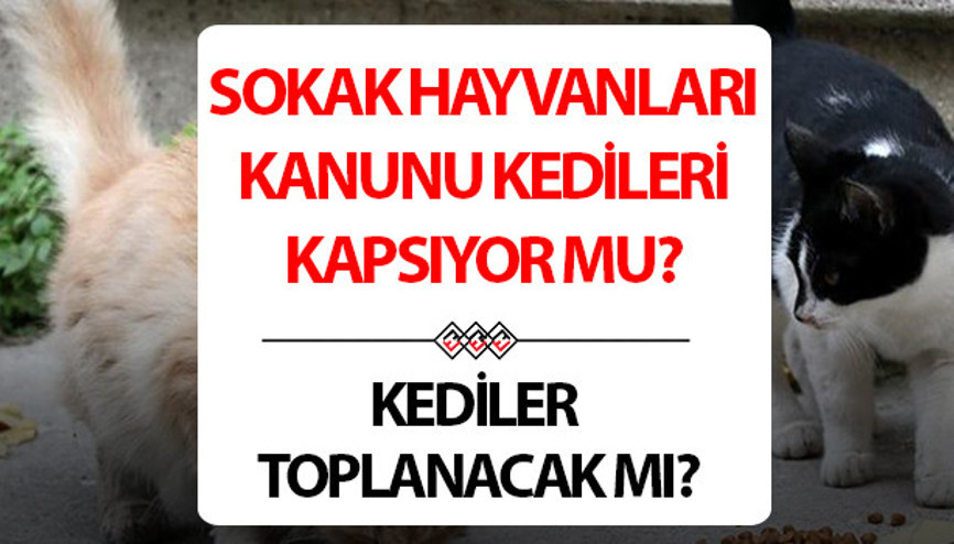 Sokak hayvanları yasası kedileri kapsıyor mu | Sahipsiz sokak kedileri toplanacak mı, uyutulacak mı TBMMde kabul edildi... İşte kedi sahiplerini ilgilendiren madde Sokak hayvanları yasası kedileri kapsıyor mu | Sahipsiz sokak kedileri toplanacak mı, uyutulacak mı TBMMde kabul edildi... İşte kedi sahiplerini ilgilendiren madde