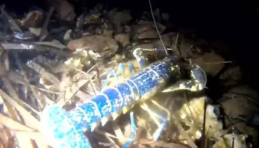 Nadir görünen mavi ıstakoz, Ayvalık açıklarında görüntülendi