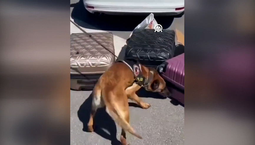 Bavullara gizlenmiş 41 kilo 400 gram skunk ele geçirildi