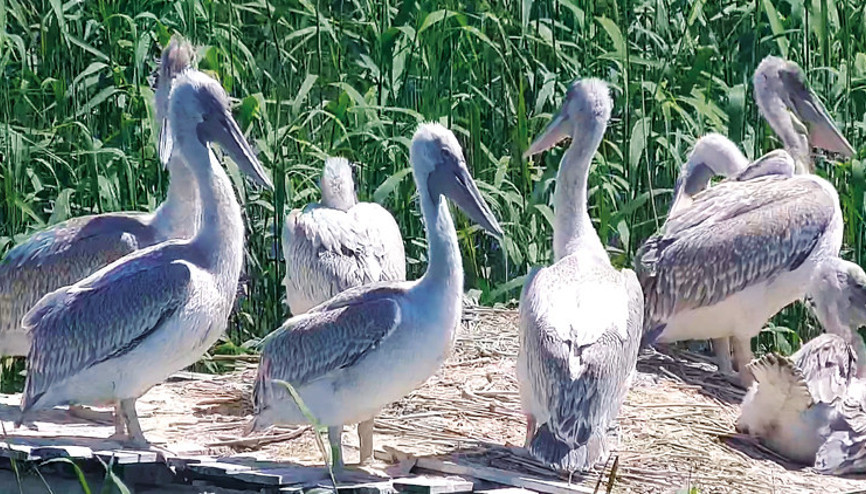 Tepeli pelikan yavruları yuvadan ayrıldı
