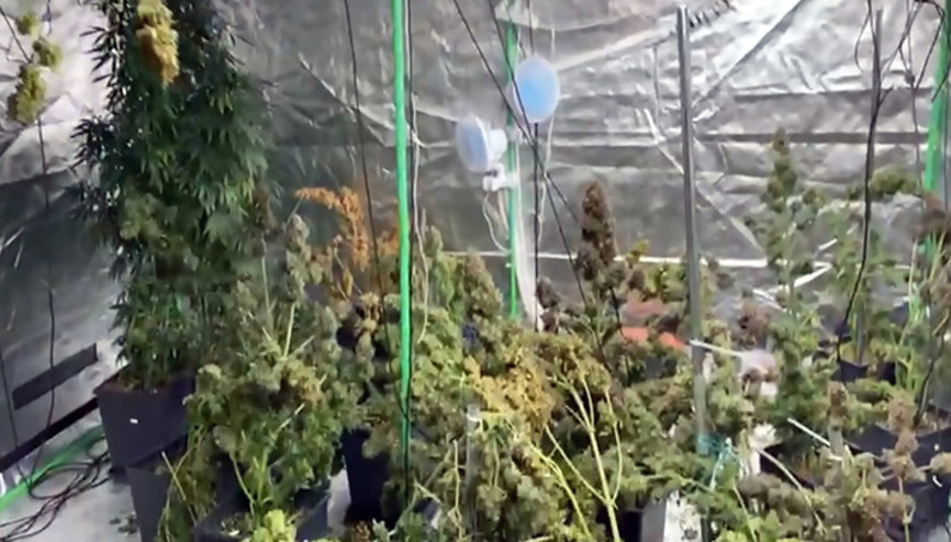 Adanada evine özel düzenekli sera kurmuş... Esrar piyasada çok pahalı, kendim için ektim