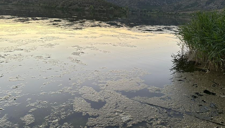 Müsilaj değil siyanobakteri