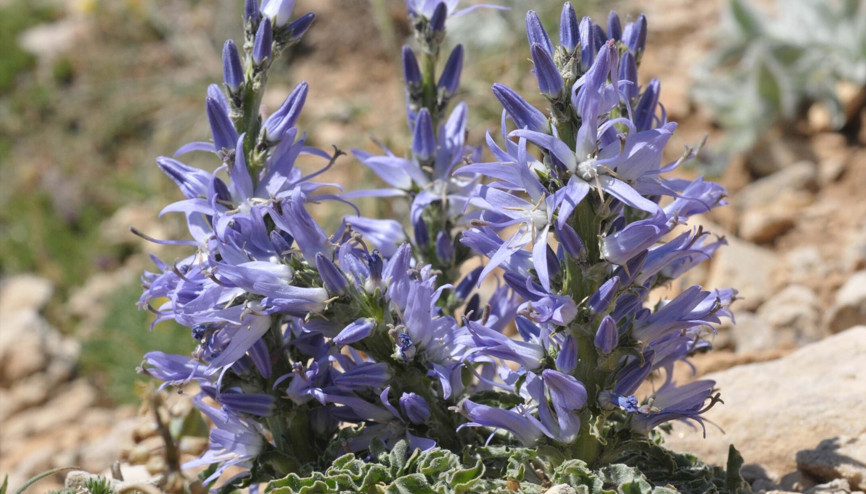 Denizlide keşfedildi: Zeynek Değneği