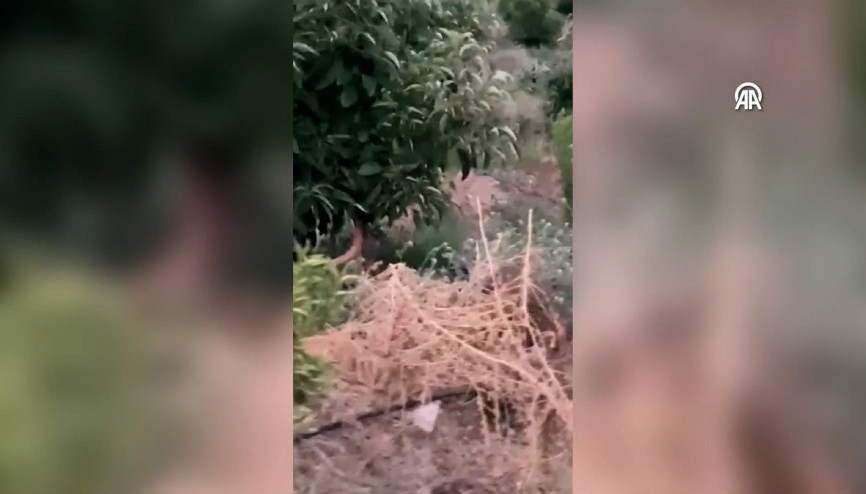 Tavukları için pazarlık yaptığı tilki ile dost oldu