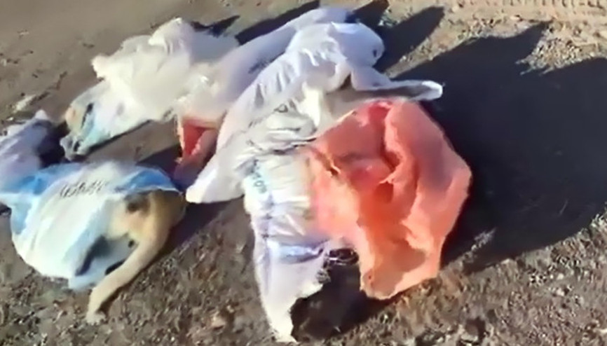 Uzunköprüde vahşet: Çöplükte 15 köpek ölü bulundu Belediye başkanından suç duyurusu: Adalet önünde hesap verecekler Uzunköprüde vahşet: Çöplükte 15 köpek ölü bulundu Belediye başkanından suç duyurusu: Adalet önünde hesap verecekler