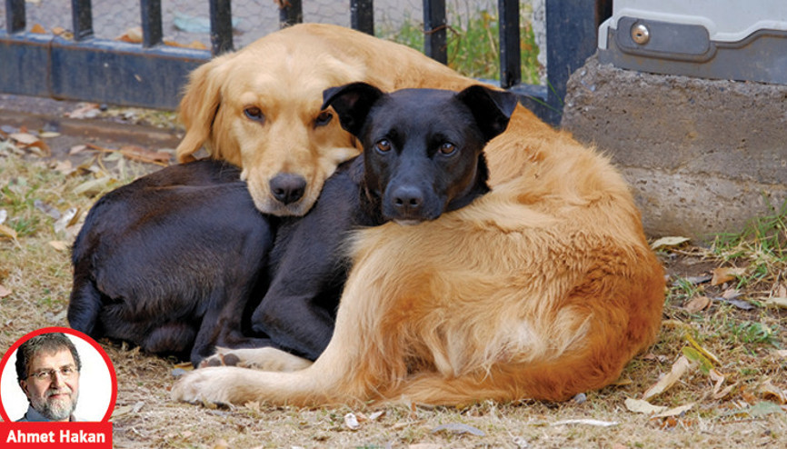 Azılı köpek düşmanları bile bunu yapamaz