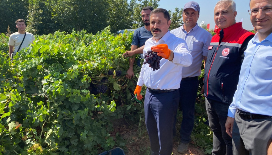 Hatayda üzüm hasadı başladı