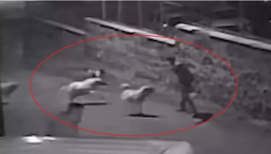 Sokak köpeklerinin saldırısından yaptığı bu hareketle kurtuldu işte o anlar