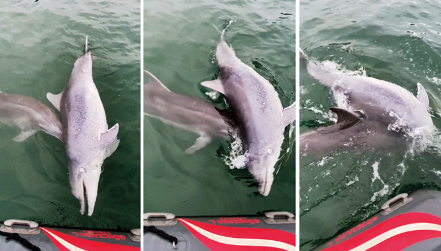 Yunusun vefası bilimsel makalede