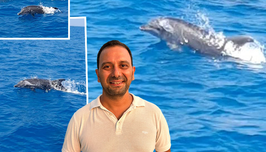 Yunus balıklarıyla yelkencinin yarışı... Onların yanına atlayasım bile geldi