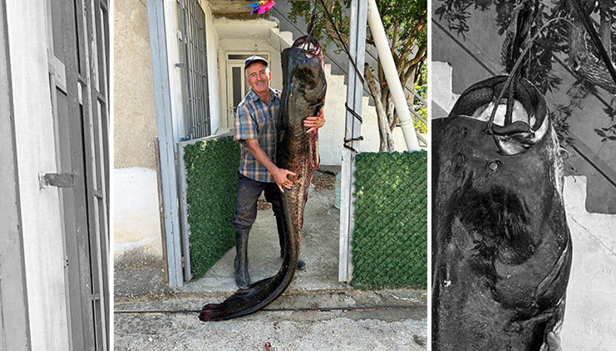 Meriç Nehri’nde dev yayın balığı yakalandı