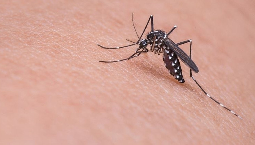 Son dakika haberi... Sağlık Bakanlığından Batı Nil Virüsü açıklaması: 6 kişide tespit edildi