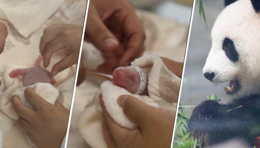 ‘Meng Meng’ ikiz yavrularını doğurdu