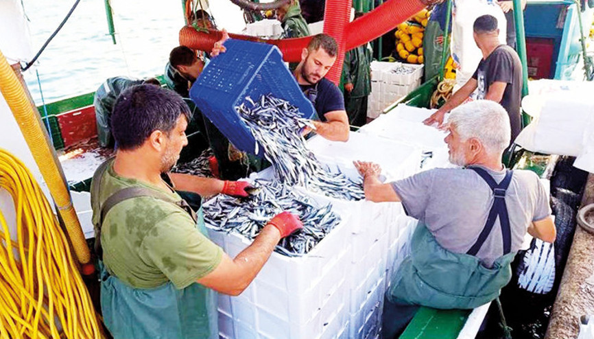 Balık sezonu başladı: Çok palamut az hamsi