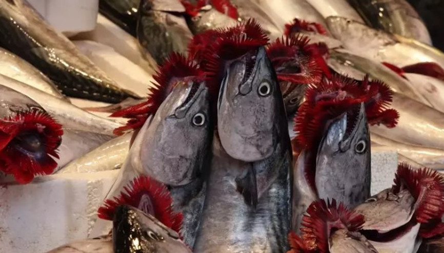 Karadeniz’de av sezonu bereketli başladı, tezgahlar şenlendi