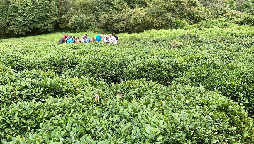 Çay toplarken uçuruma yuvarlanan kadın yaralandı Çay toplarken uçuruma yuvarlanan kadın yaralandı