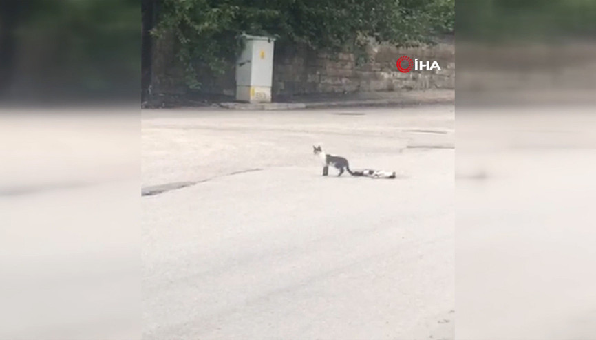 Yavru kedi ölen annesinin başında bir an olsun ayrılmadı