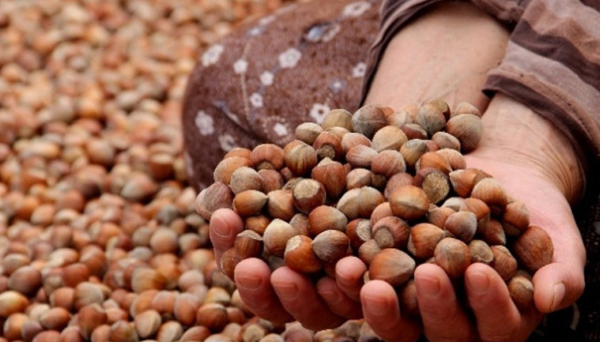 Fındık ihracatından 2.3 milyar dolar