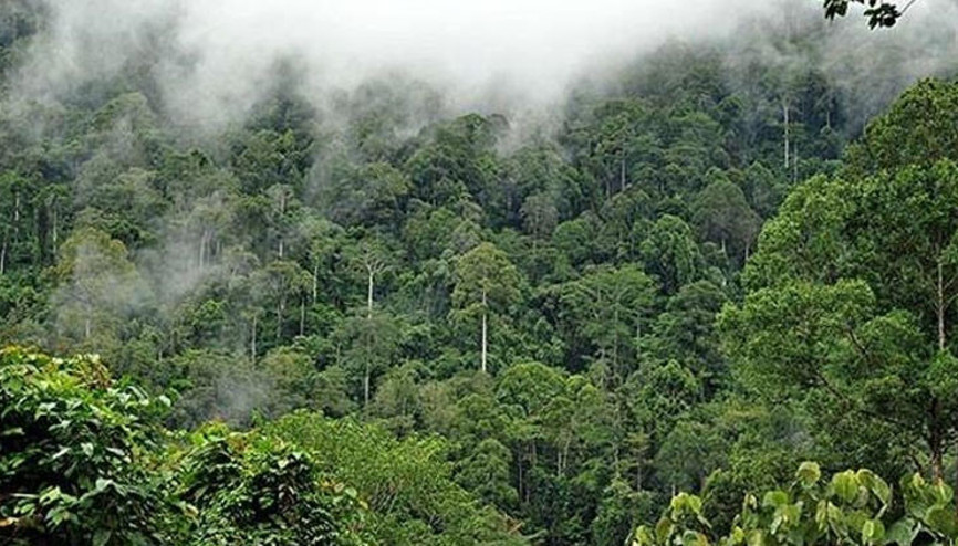 Amazonda kereste çatışması: Kabile üyeleri ok ve yay ile saldırdılar...
