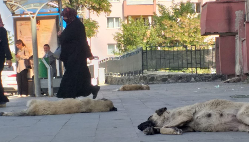 Ağrıda başıboş köpek tedirginliği