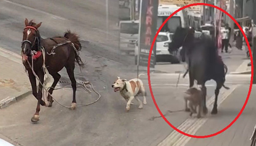 Pitbull cinsi köpek ata saldırdı... O anlar kamerada