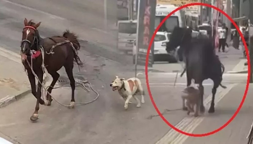 Bursa’da başıboş pitbull cinsi köpek, ata saldırdı