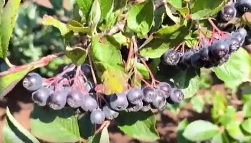 Televizyonda gördü, aronya bitkisini yetiştirmeye başladı