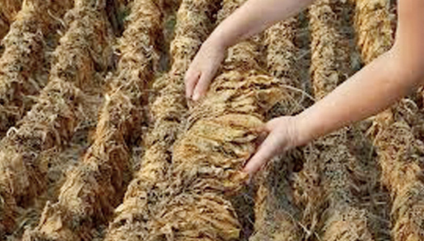 Tütünde enflasyonla mücadele adımı