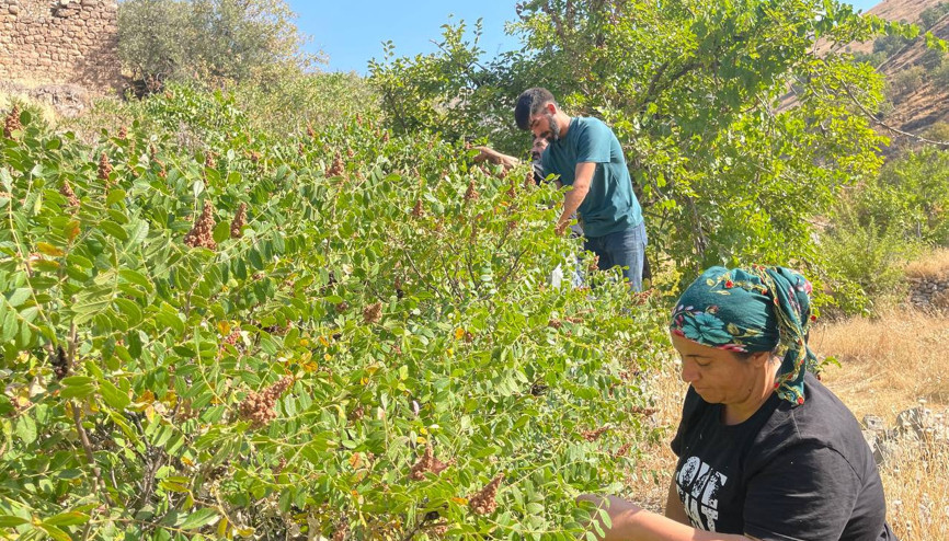 Terör nedeniyle boşalttıkları köye 29 yıl sonra gidip ceviz hasadı yaptılar