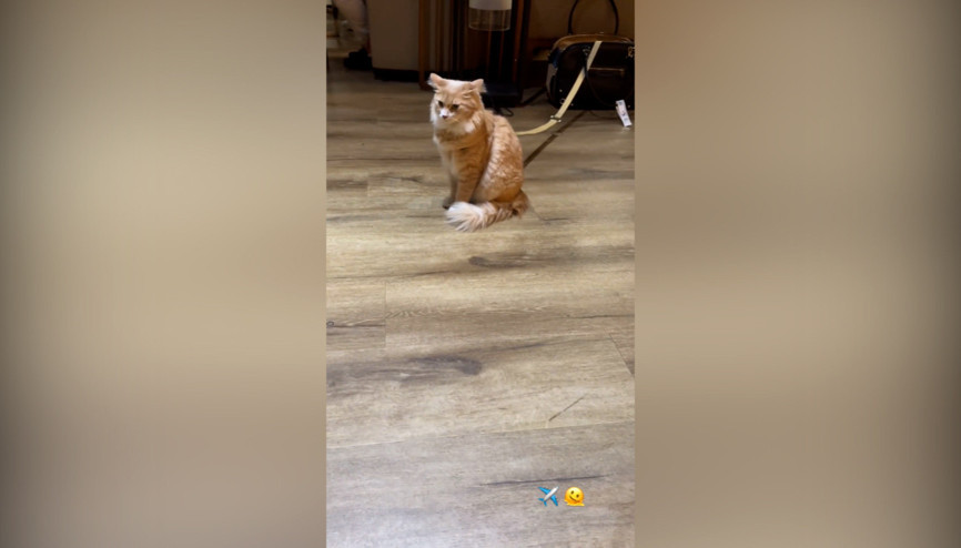 Uçakta kedi kavgası: Dilan Çıtak Tatlıses uçuştan önce bu videoyu paylaşmıştı Uçakta kedi kavgası: Dilan Çıtak Tatlıses uçuştan önce bu videoyu paylaşmıştı