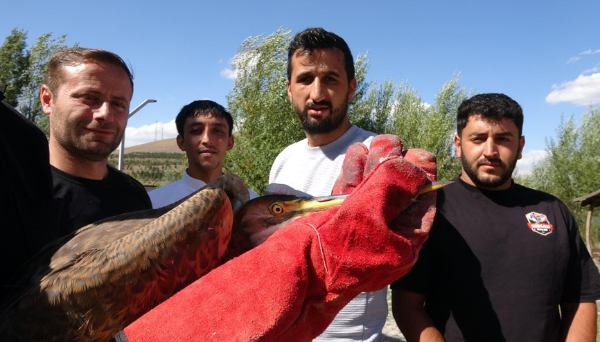 2 bin 300 rakımdaki gölet yakınında bulunan yaralı balıkçıl tedaviye alındı 2 bin 300 rakımdaki gölet yakınında bulunan yaralı balıkçıl tedaviye alındı