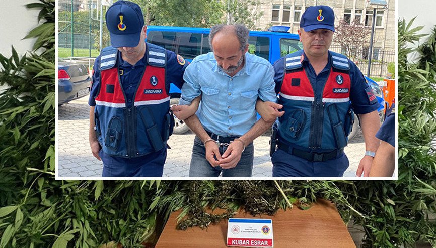 Samsunda ormanda kenevir yetiştiren şüpheli, tutuklandı