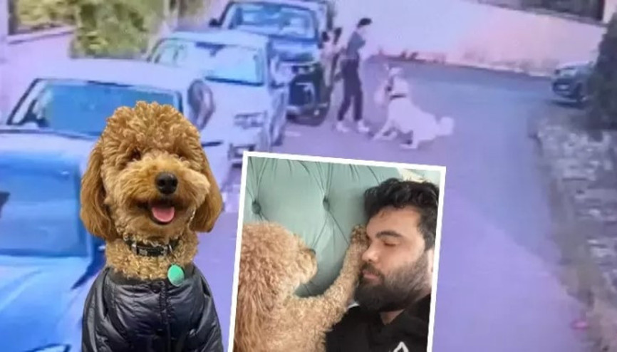 Ataşehir’de tasmasız kangal köpeğin saldırdığı köpek öldü, sahibi kalp krizi geçirdi Ataşehir’de tasmasız kangal köpeğin saldırdığı köpek öldü, sahibi kalp krizi geçirdi