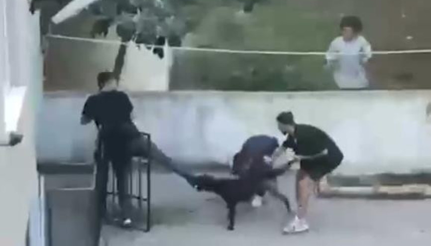 Maltepede pitbull dehşeti kamerada