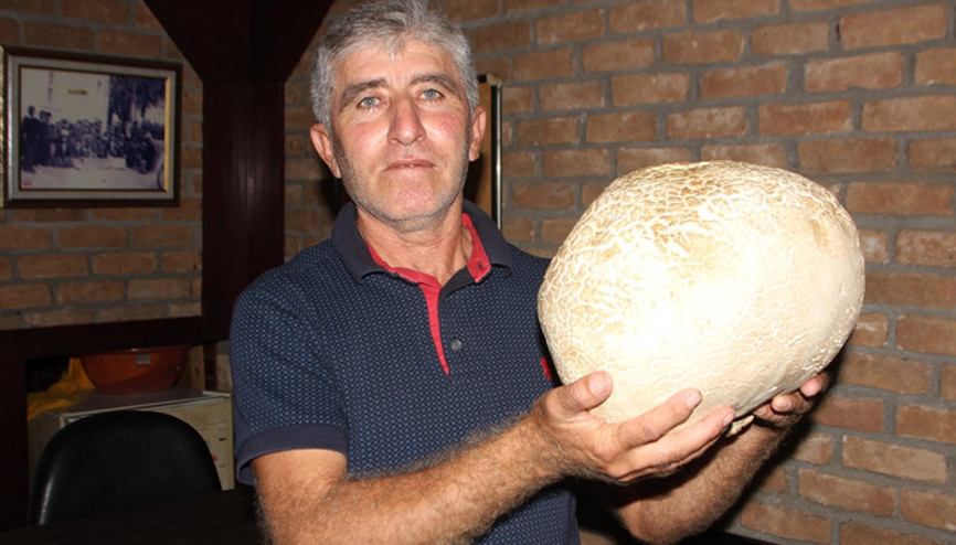 Antalyada bulduğu mantar görenleri şaşırttı: Tam 8 kilo 200 gram...