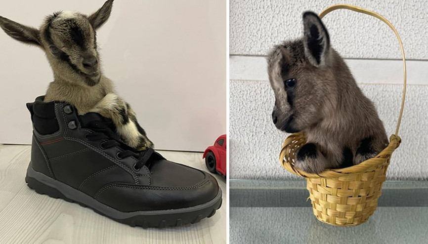 Antalyada Nijerya cüce keçilerini görenler bir daha bakıyor Antalyada Nijerya cüce keçilerini görenler bir daha bakıyor