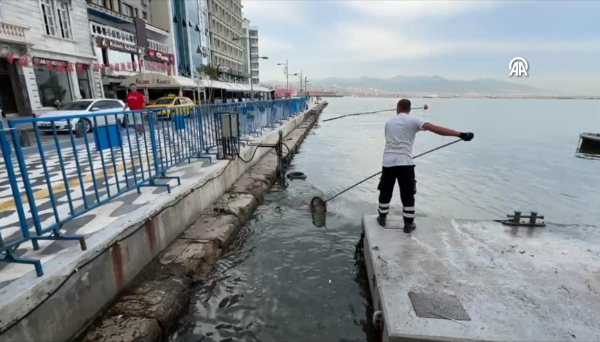 İzmir Körfezi’nde balık ölümleri sürüyor