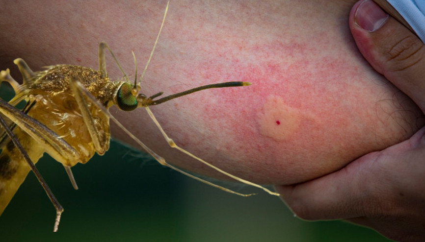 Dünyanın her yerinde vakalar artmaya başladı Ölümcül olan Batı Nil Virüsü’nün neden hâlâ aşısı ve tedavisi yok
