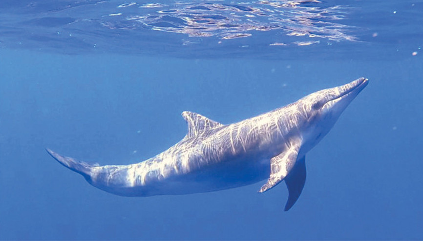 Pürüz dişli yunus ilk kez görüldü