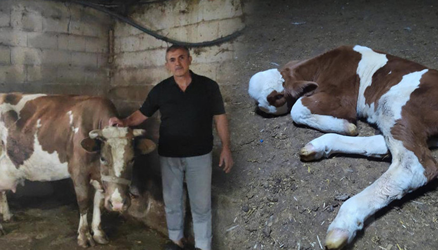 İneğinin doğurduğu buzağıyı görünce gözlerine inanamadı... 25 yıldır bu işi yapıyorum, ilk kez görüyorum