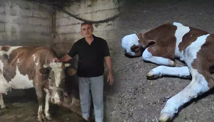 Ahırdan gelen sesleri duydu, gördüğü manzara karşısında hayrete düştü