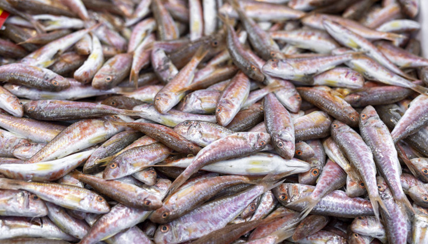Ekim ayında hangi balıklar yenir Barbun, minekop, palamut... İşte ekim ayı en lezzetli balıkları