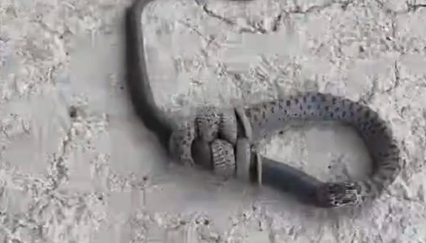 Elazığda yılan, başka bir yılanı yerken görüntülendi Elazığda yılan, başka bir yılanı yerken görüntülendi