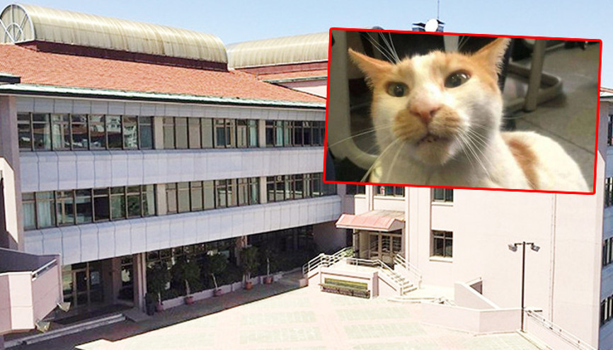 Kedi Faruk davasında gözetmenin 3 yıl hapsi istendi