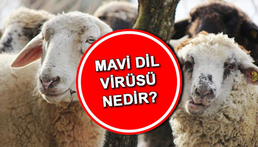 Mavi dil virüsü nedir, belirtileri nelerdir Mavi dil hastalığı insana bulaşır mı, nasıl bulaşır İşte mavi dil (Bluetongue disease) tedavisi hakkında bilgiler